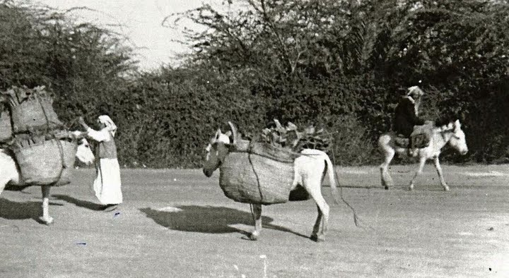 https://history.dilmun.bh/wp-content/uploads/bfvb/7b0ff2060b306d9bc20614b6a264f56f.jpg